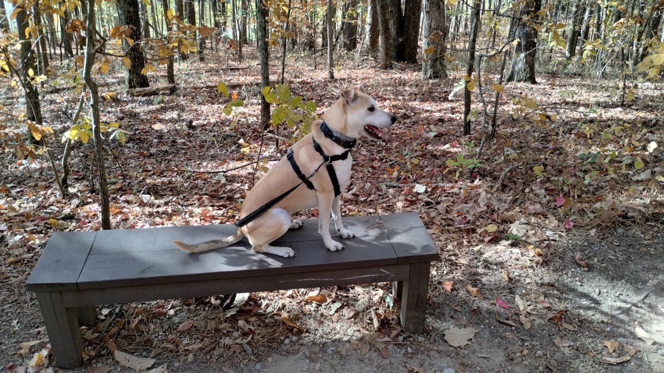 A large tree in a field with a fence in the background.