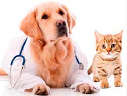 GRANERO Y VETERINARIA CUAUHTÉMOC - Consulta veterinaria