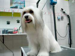 GRANERO Y VETERINARIA CUAUHTÉMOC - Estética canina