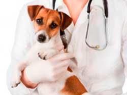 GRANERO Y VETERINARIA CUAUHTÉMOC - Vacunas