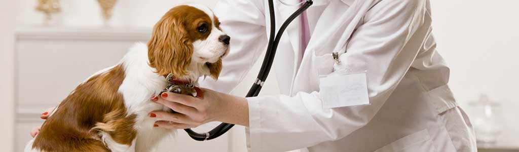 GRANERO Y VETERINARIA CUAUHTÉMOC - Medicamentos