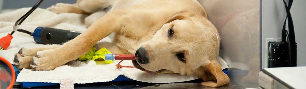 GRANERO Y VETERINARIA CUAUHTÉMOC - Consultas