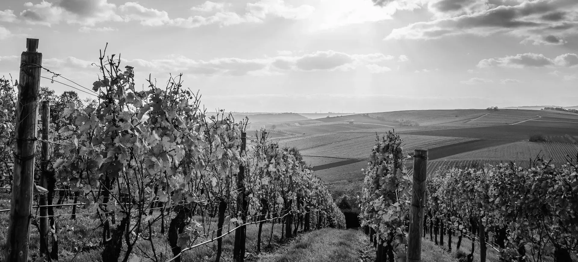 Black and white vineyard scene with rows of vines, posts, and a distant landscape under a cloudy sky.