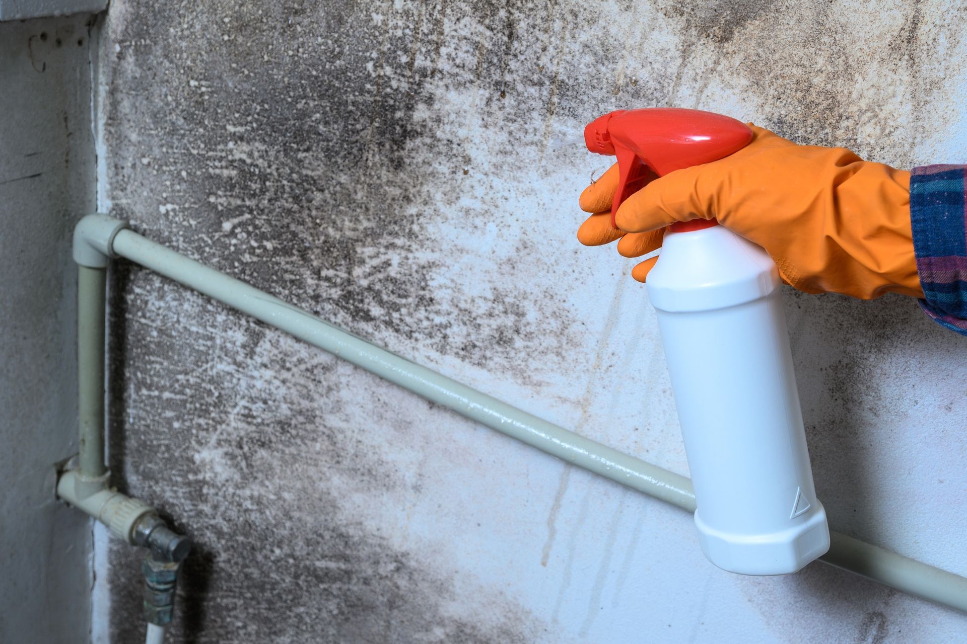 Person in orange gloves spraying a wall covered in black mold with a white bottle.