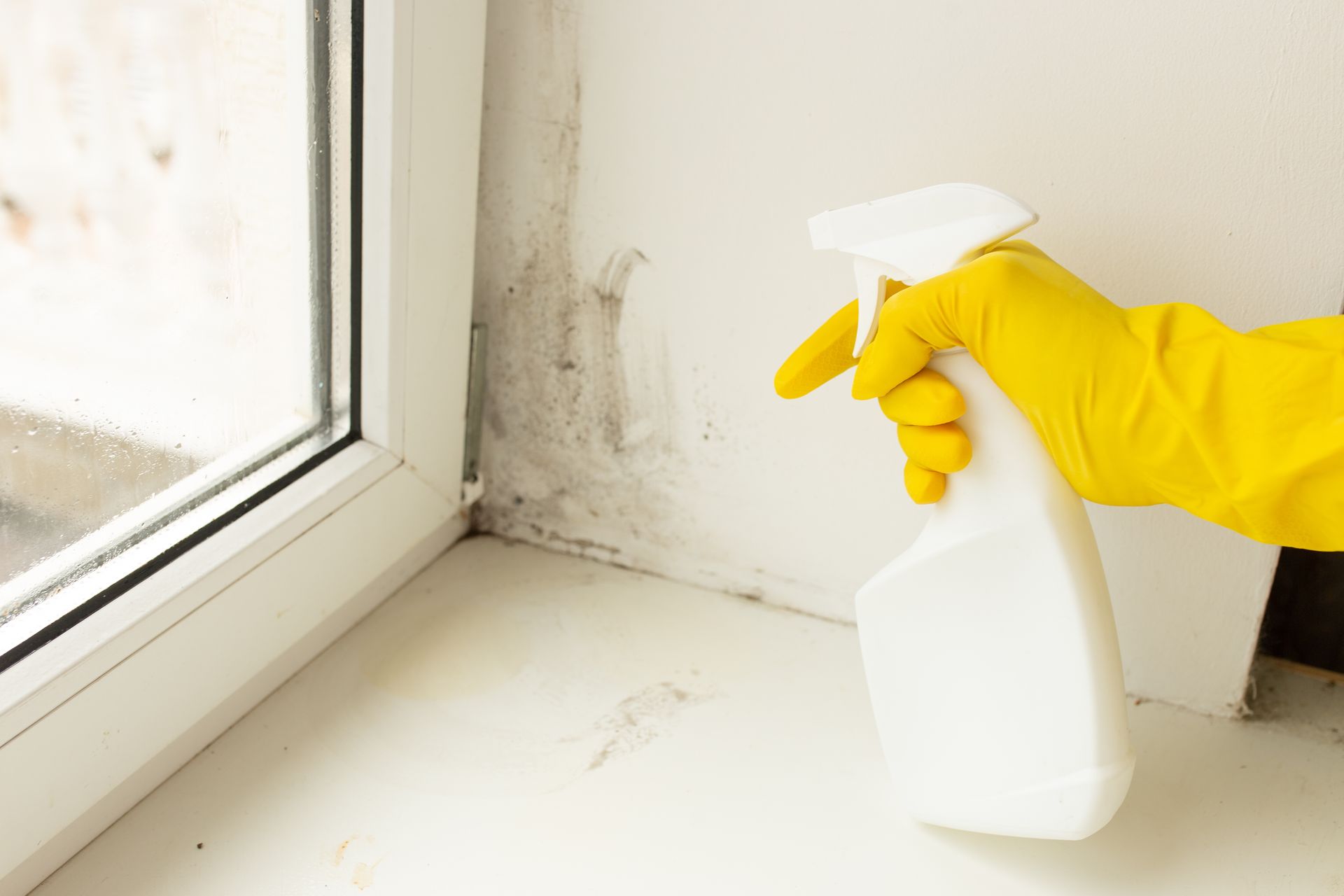Yellow-gloved hand sprays moldy wall next to a window; cleaning mold.