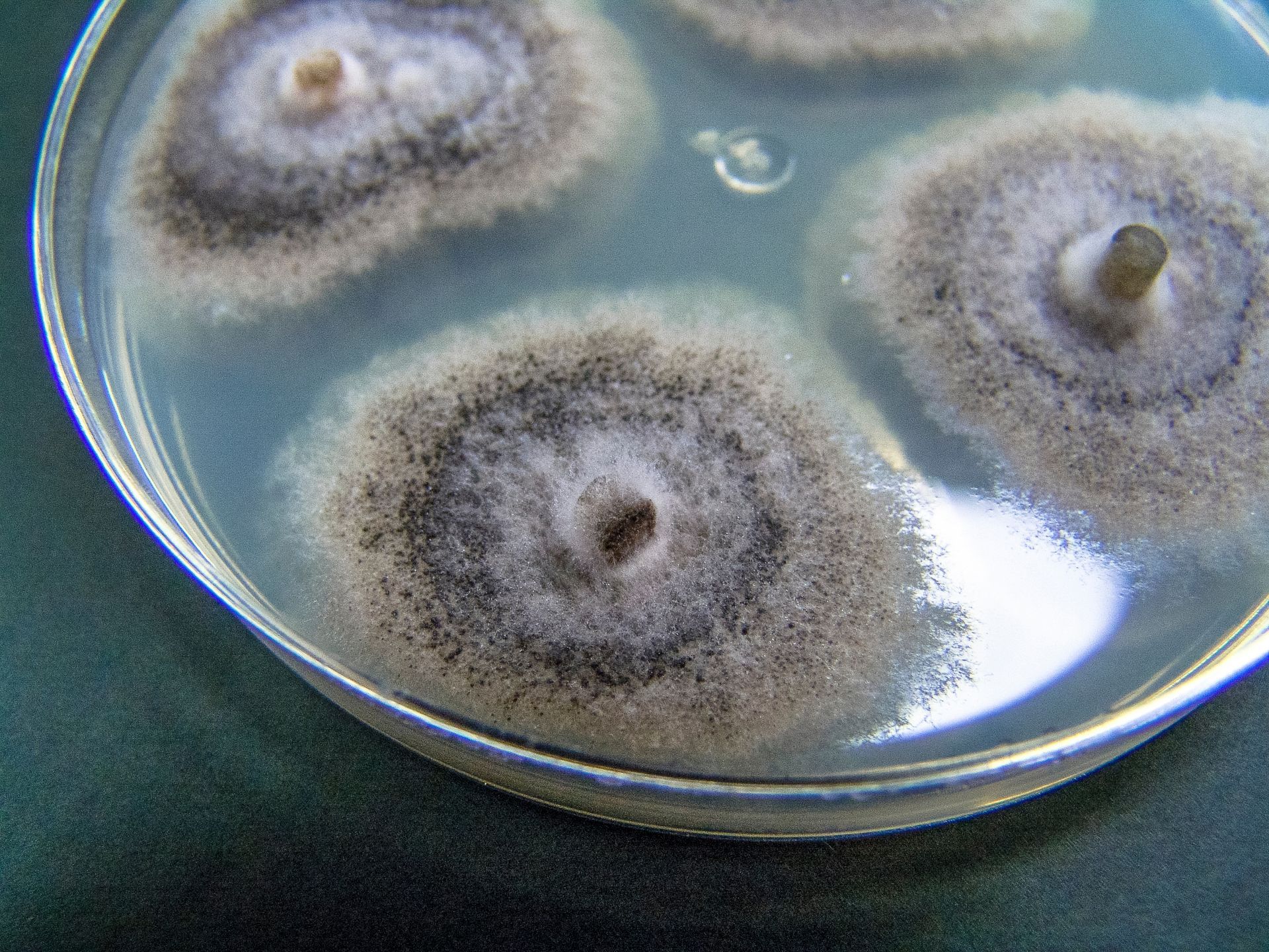 Fungal colonies growing on a petri dish. Circular, raised colonies with dark centers and lighter edges.
