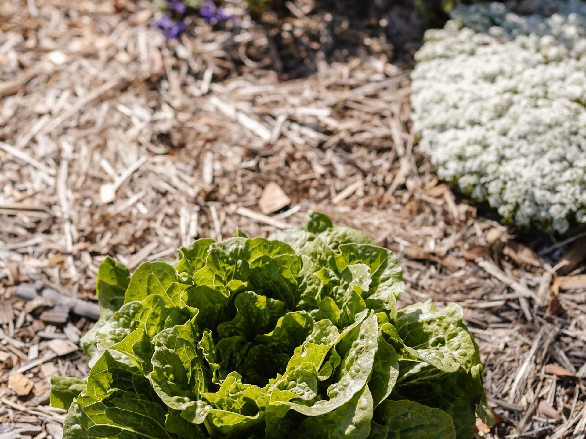 A lettuce plant is growing in the dirt in a garden.