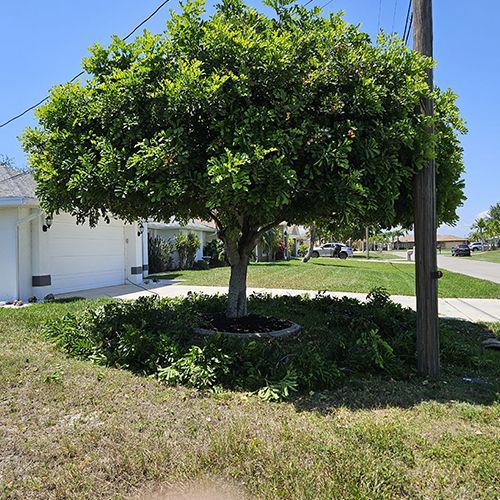 A tree is in the middle of a yard in front of a house.