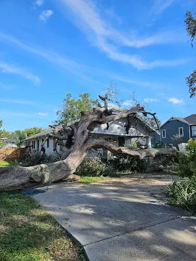 A large tree is fallen on the side of a road in front of a house.