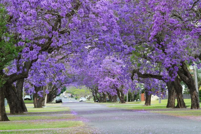 A Row Of Purple Flowers Growing On Trees Along A Street — Paint & Trade Supplies Lismore In Grafton, NSW