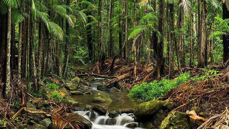 A Small Stream Running Through a Lush Green Forest — Hennig Electrical Services in , Buderim, QLD