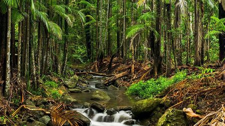 A Small Stream Running Through a Lush Green Forest — Hennig Electrical Services in , Buderim, QLD