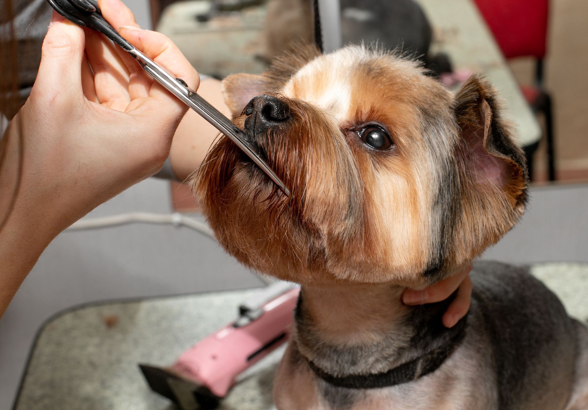 Mobile Dog Grooming Services