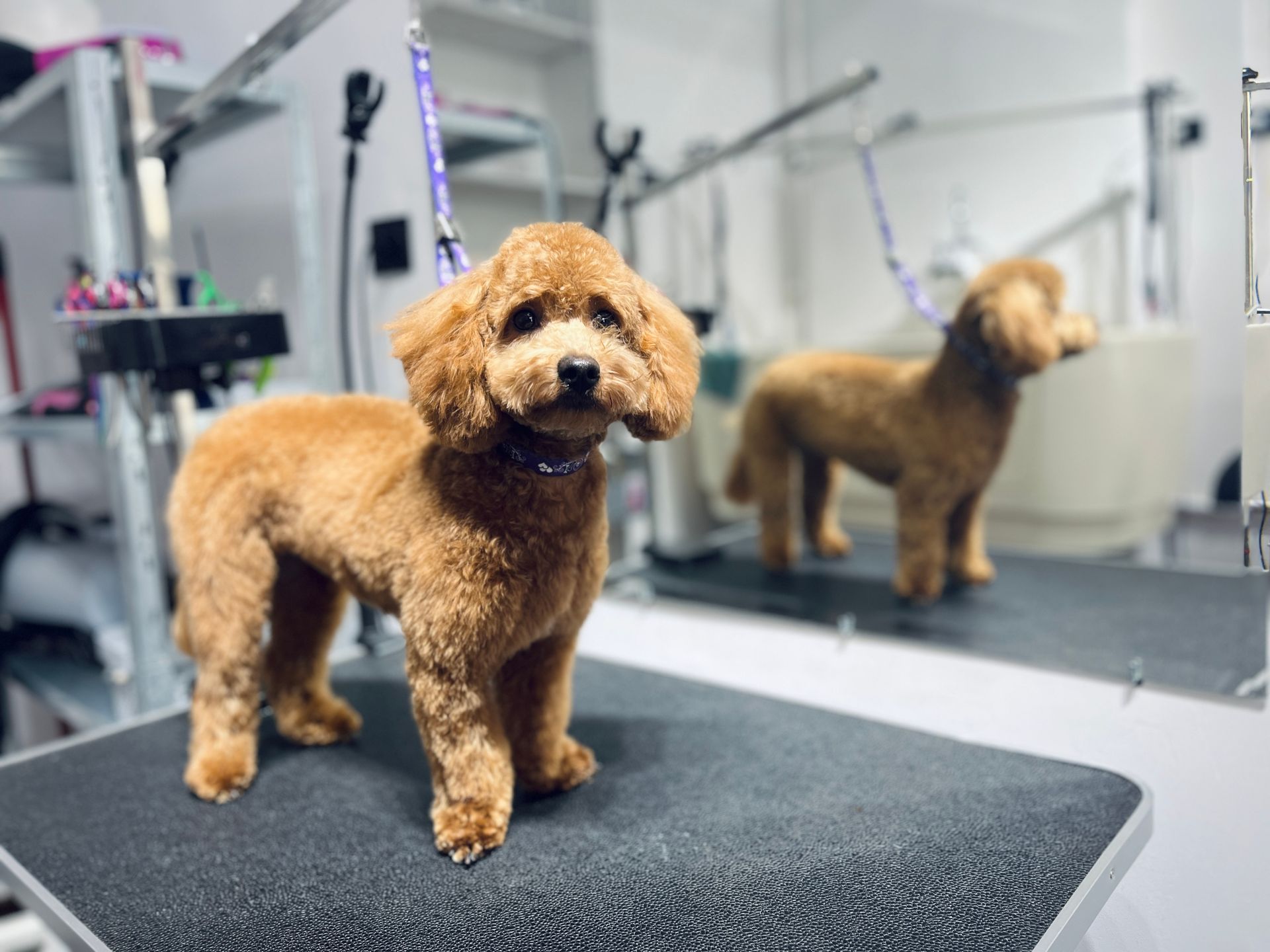 Dog Bathing Services