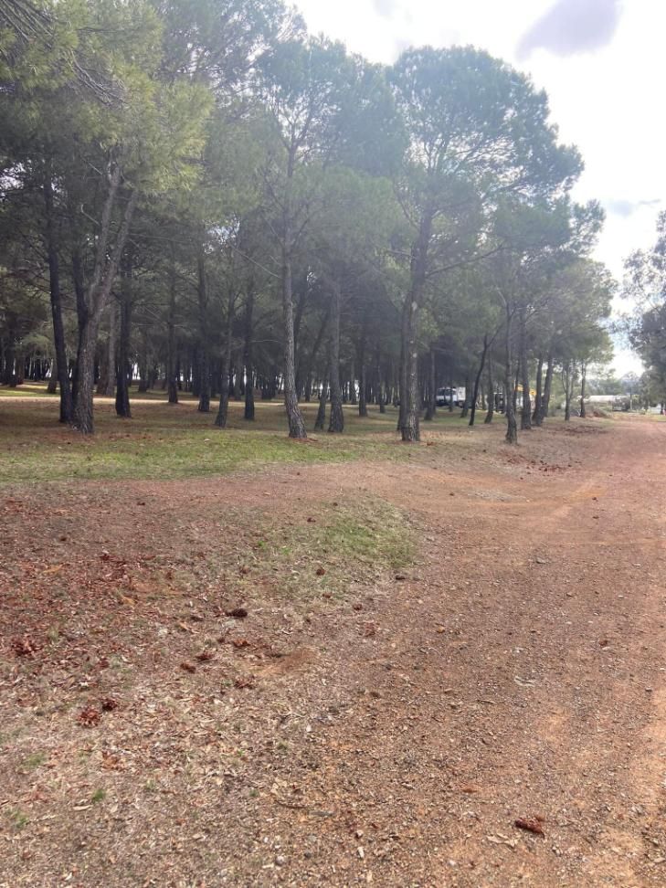 A Dirt Road Going Through a Forest With Trees on Both Sides — Mudgee Tree Services in Eurunderee, NSW