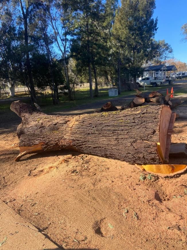 A Large Log Is Laying on The Ground in A Park — Mudgee Tree Services in Eurunderee, NSW