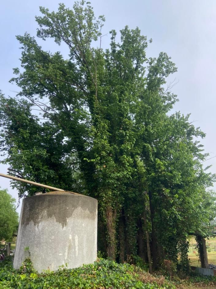 A Large Tree with Lots of Leaves Is Surrounded by Other Trees — Mudgee Tree Services in Orange, NSW