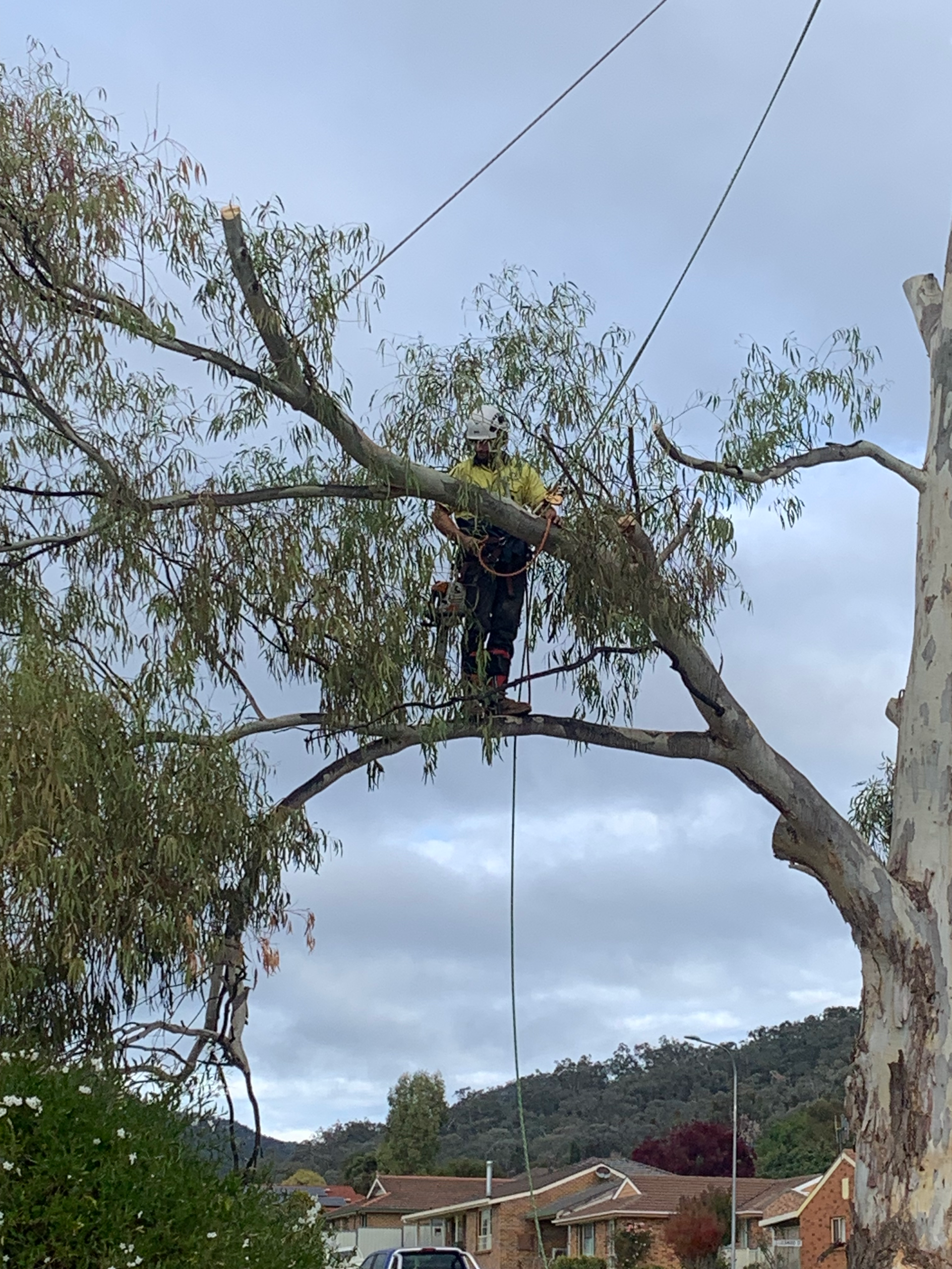 A Man is in a large tree — Mudgee Tree Services in Coonabarabran, NSW