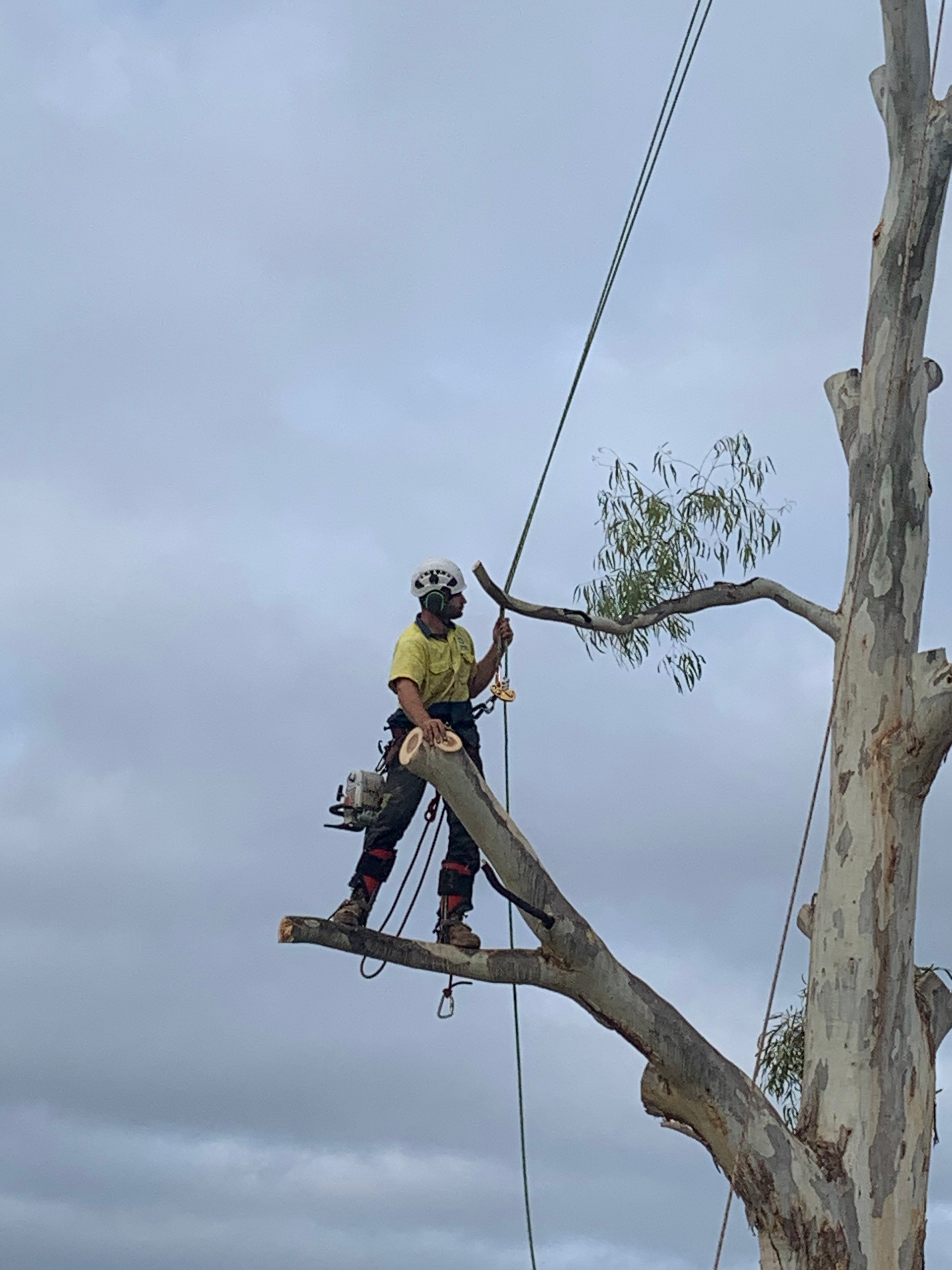 A Man is climbing a tree in safety gear — Mudgee Tree Services in Wellington, NSW