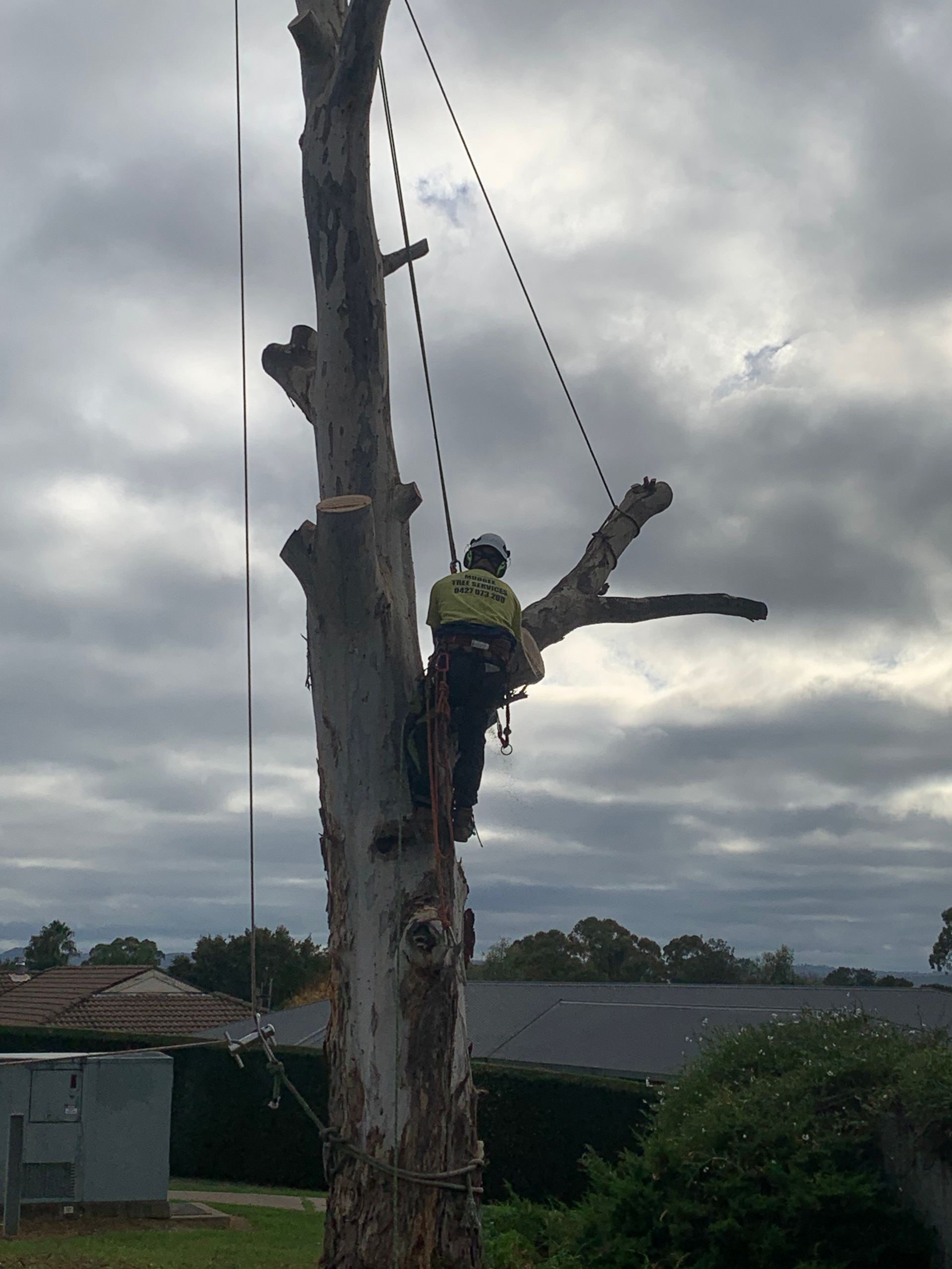 employee harnessed in a tree— Mudgee Tree Services in Eurunderee, NSW