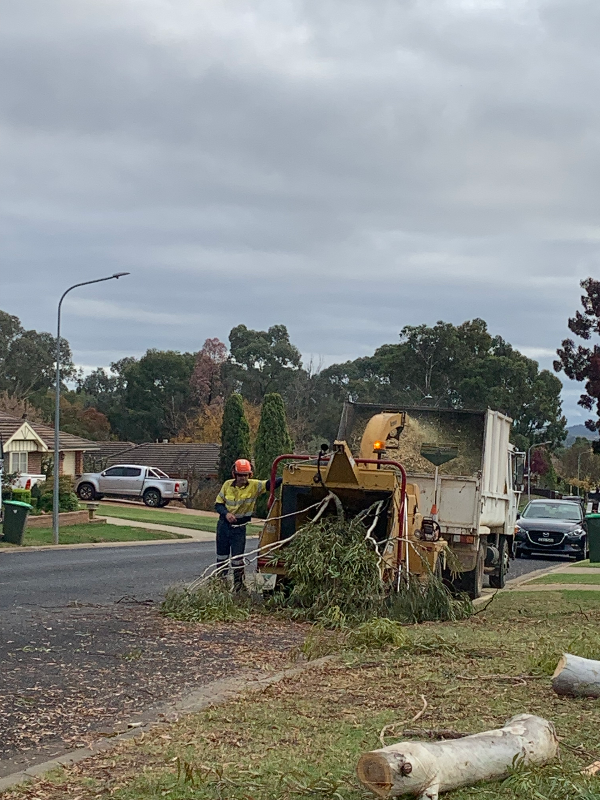A team member putting a tree through the chipper — Mudgee Tree Services in Eurunderee, NSW