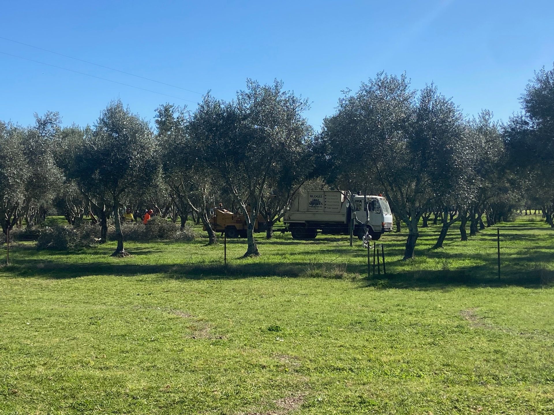 A Person Is Cutting a Bush with A Pair of Hedge Shears — Mudgee Tree Services in Eurunderee, NSW