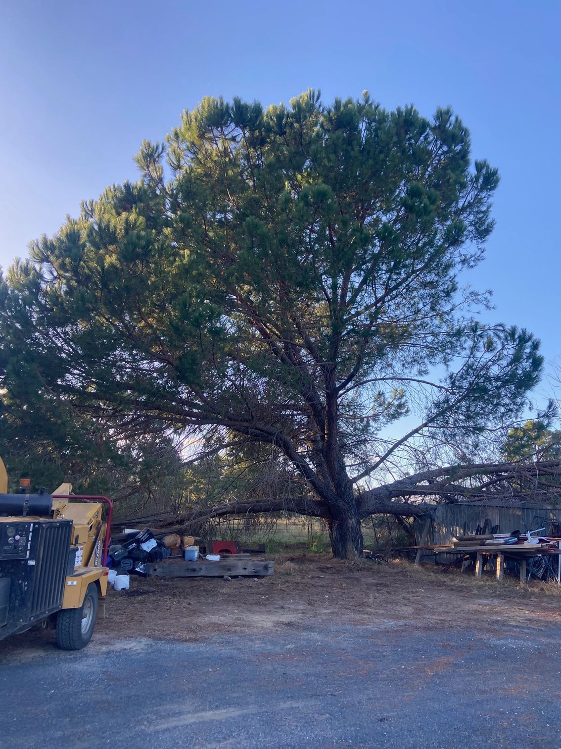 A large tree is falling down in someones backyard — Mudgee Tree Services in Parkes, NSW