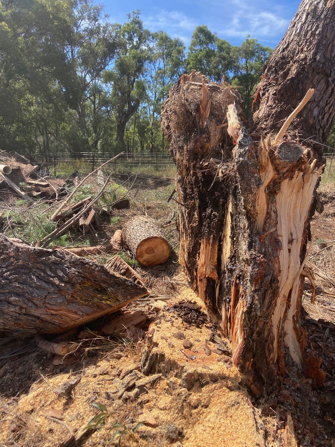 A Tree has fallen down and is broken apart on a lawn — Mudgee Tree Services in Bathurst, NSW
