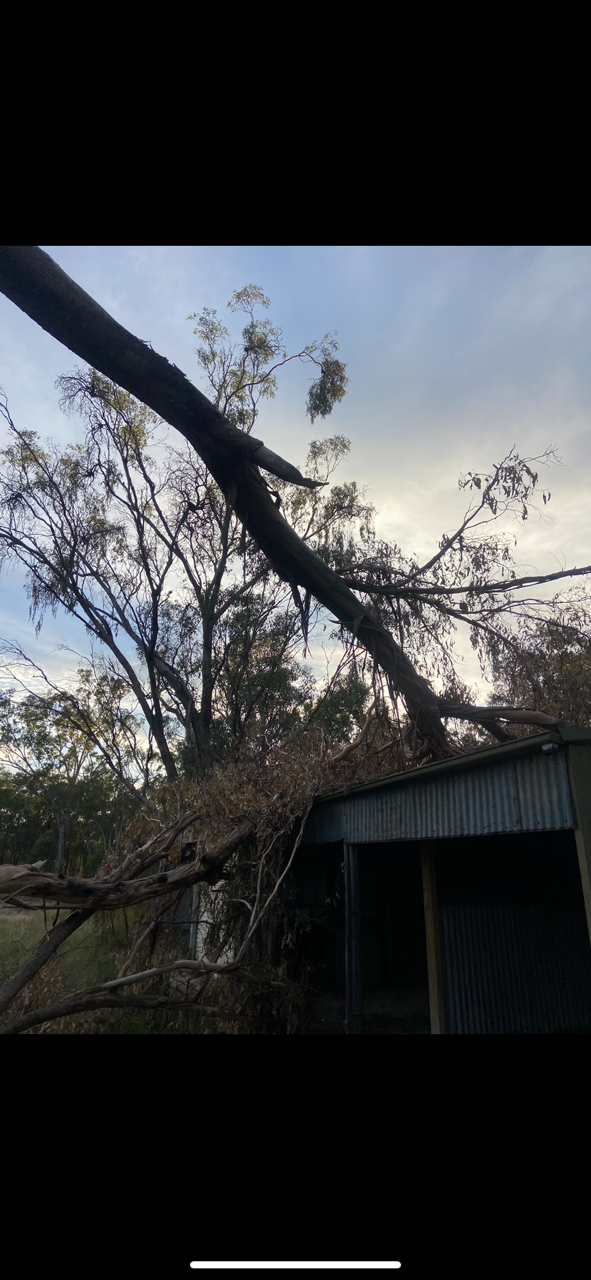 A Tree has fallen on shed in backyard — Mudgee Tree Services in Eurunderee, NSW