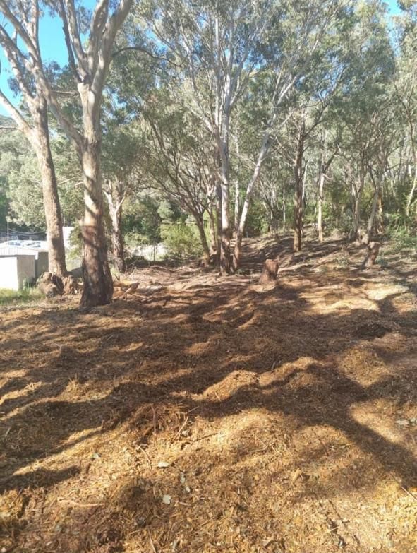 There is a Lot of Dirt and Trees in the Background — Mudgee Tree Services in Eurunderee, NSW