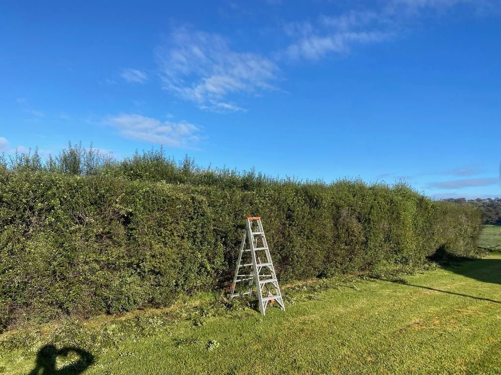 A Ladder is Sitting in the Grass Next to a Hedge — Mudgee Tree Services in Eurunderee, NSW