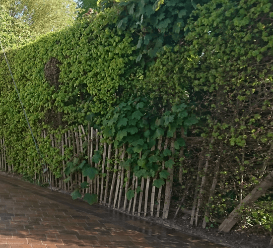 Overgrown hedge