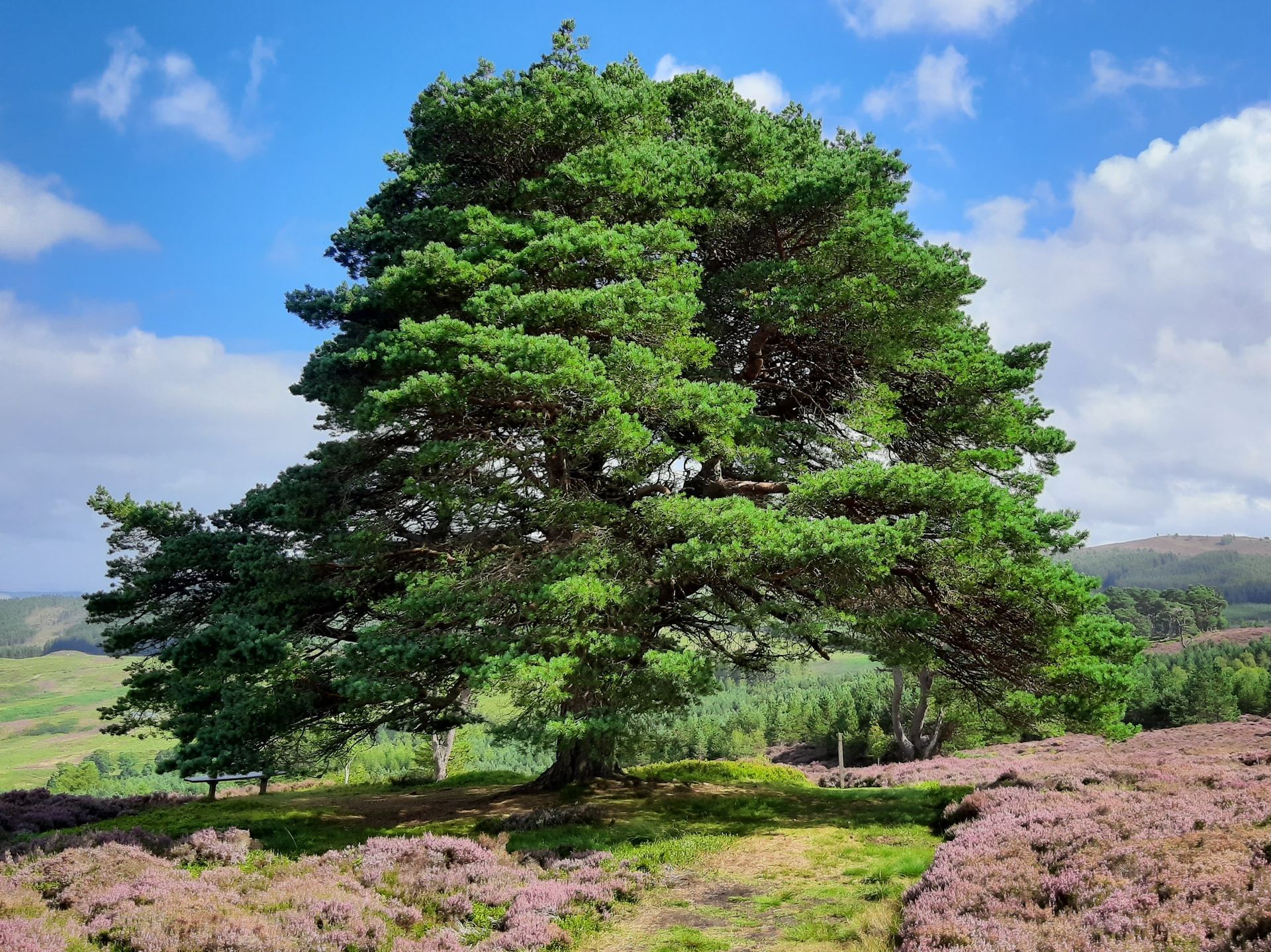 Scots Pine on Kenmore Hill (c) Perthshire Treks