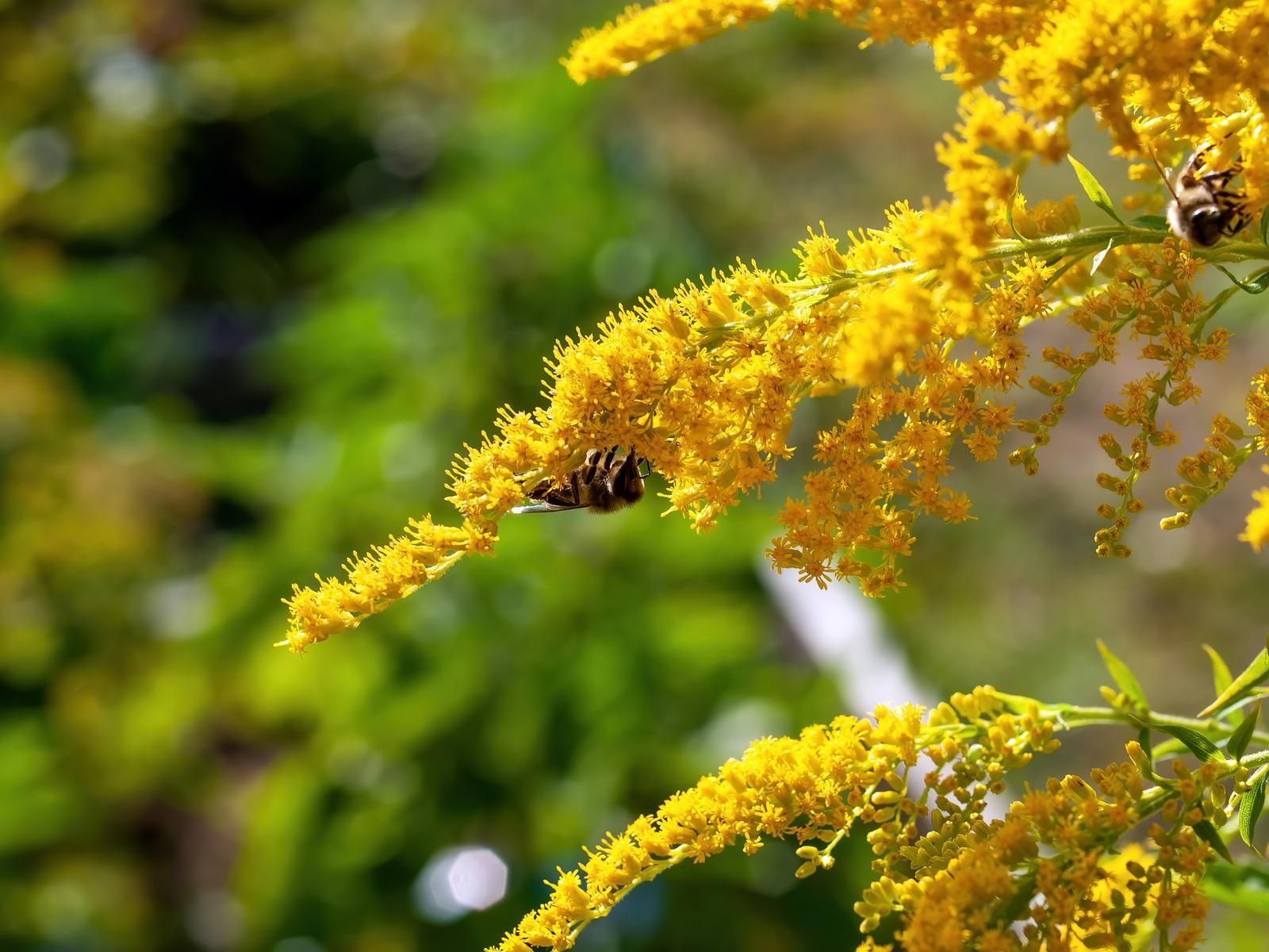 bee collecting pollen from a yellow flower