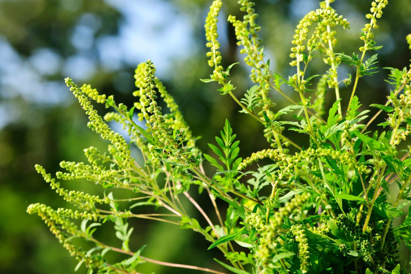 ragweed lant