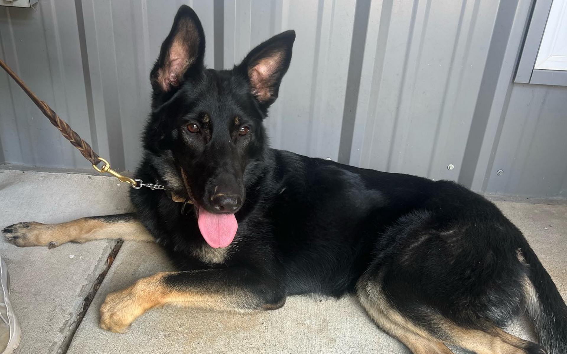 Black and tan German Shepherd dog resting, tongue out, in front of a corrugated metal wall.