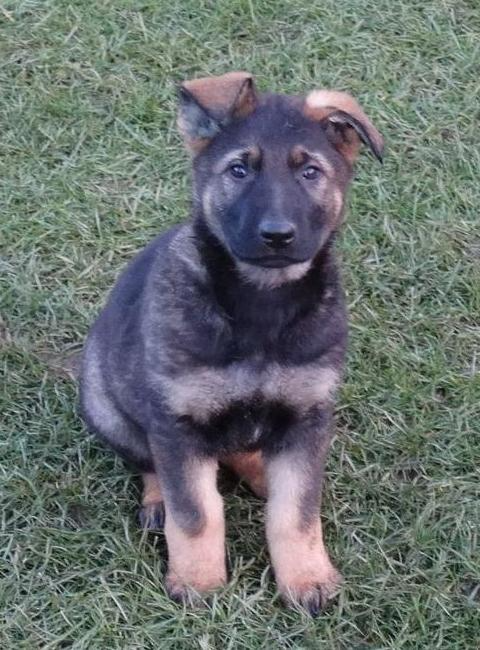 German Shepherd puppy sitting in green grass, with black and tan fur and one floppy ear.