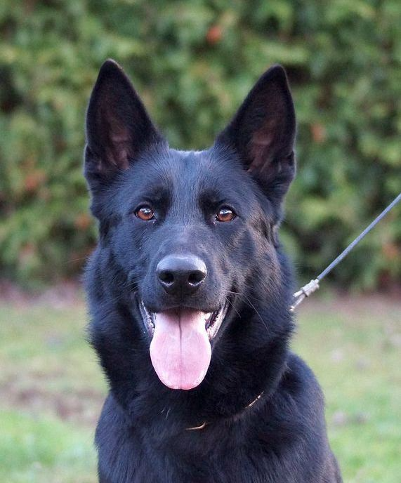 Black German Shepherd dog with erect ears and pink tongue, looking directly at the camera.