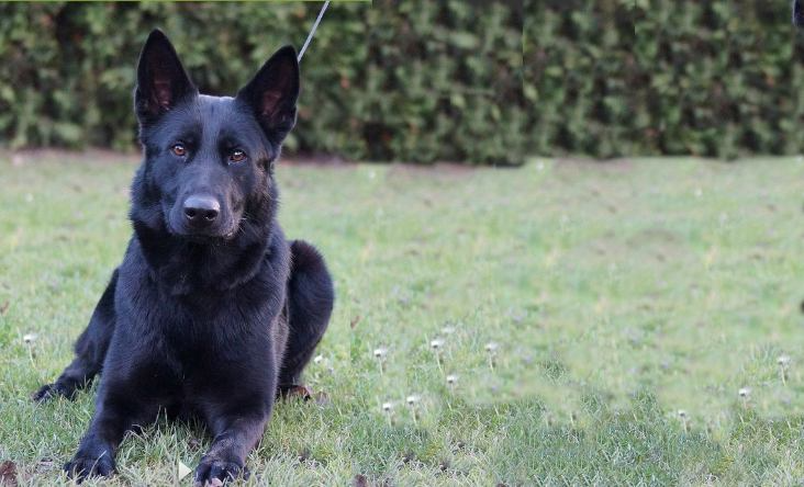 Black German Shepherd dog lying on grass, looking forward.