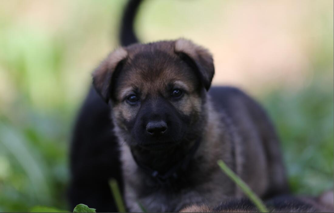 Dark-furred puppy lying in grass, looking forward with attentive eyes; another puppy is behind it.