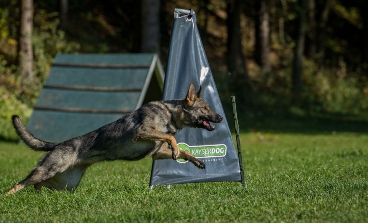German Shepherd dog leaping over an agility jump on a grassy field; in the background, a slanted ramp and trees.