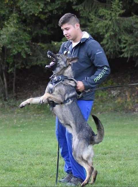 Man holding a gray dog that is jumping up, open-mouthed, on a grassy field.