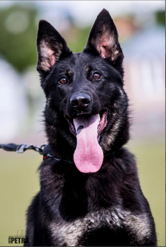 Black German Shepherd with tongue out, panting.