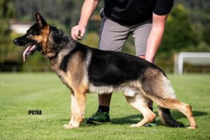German Shepherd dog in a show stance on a green field, held by a person.