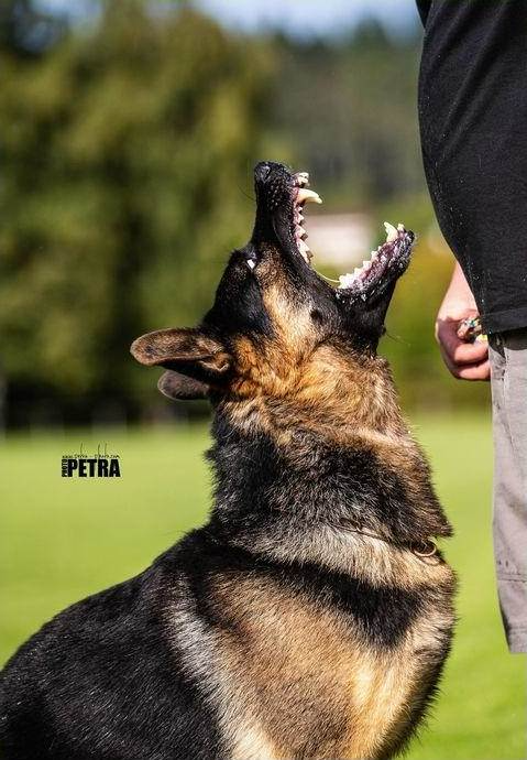 German Shepherd dog barks with mouth open, looking up near a person’s leg.