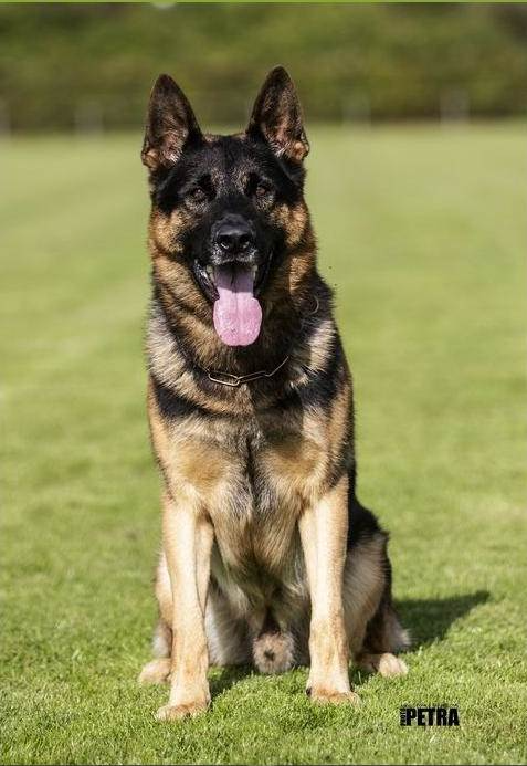 German Shepherd dog sitting on green grass, with tongue out, looking at the camera.