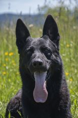 Black German Shepherd with tongue out, panting in a grassy field.