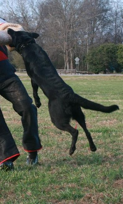 Black dog leaping to bite the padded arm of a person in a field; dog training.