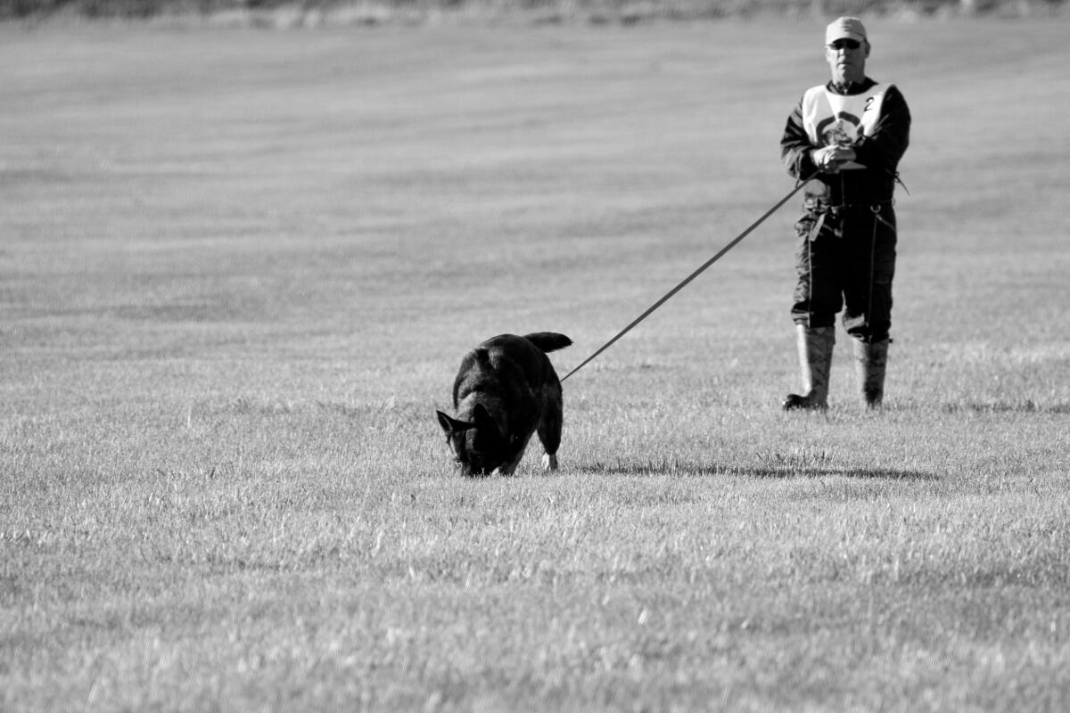 Person walking dog on leash across a grassy field; dog sniffing ground.