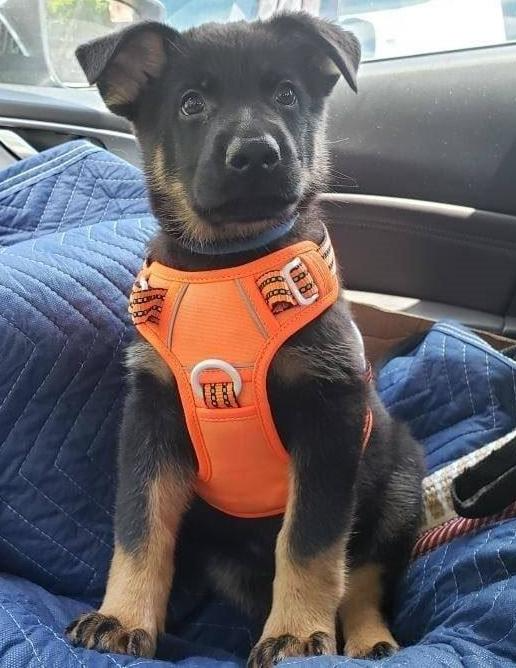 Black and tan puppy wearing an orange harness, sitting on a blue blanket.